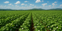 Kenya Rebuilds The Cotton Chain From Field To Fabric