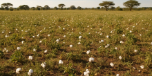 Kenya's Cotton Leftovers Are Finding New Value